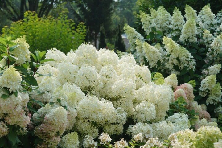Puffer Fish Panicle Hydrangea - Image 3
