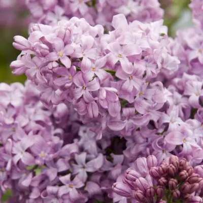 Lavender Lady Lilac