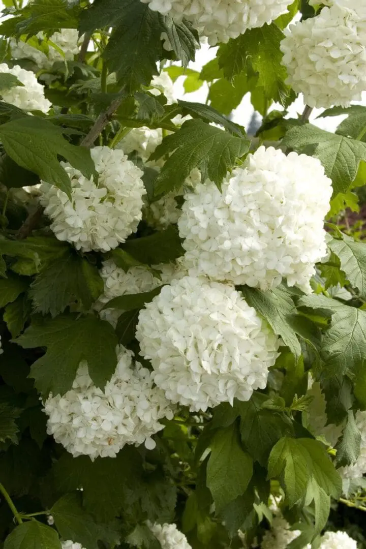 Eastern Snowball Viburnum