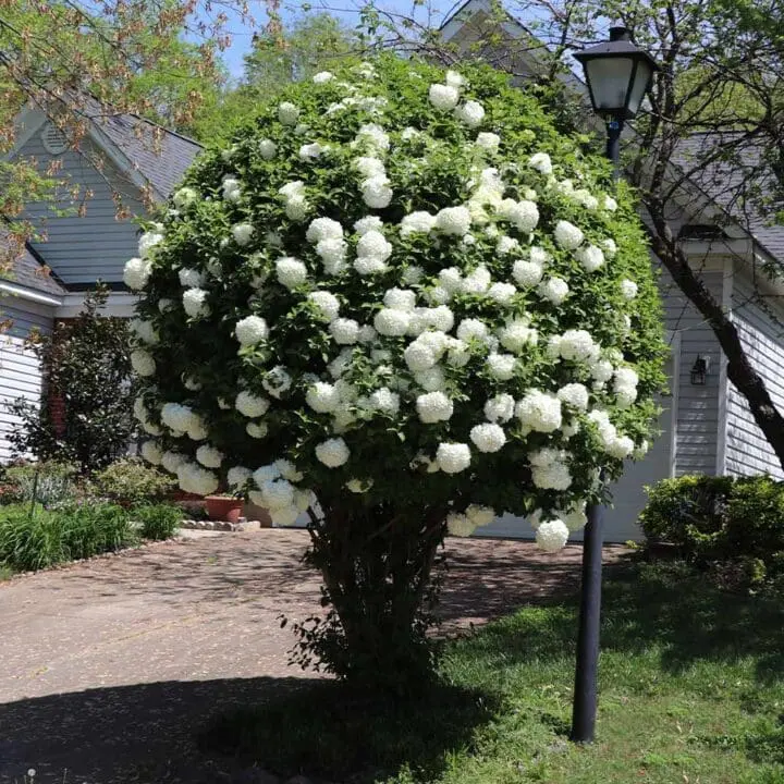 Eastern Snowball Viburnum - Image 2