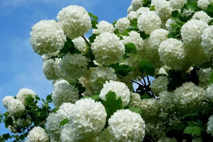 Eastern Snowball Viburnum - Image 3