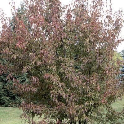 Flame Amur Maple - Tree Form