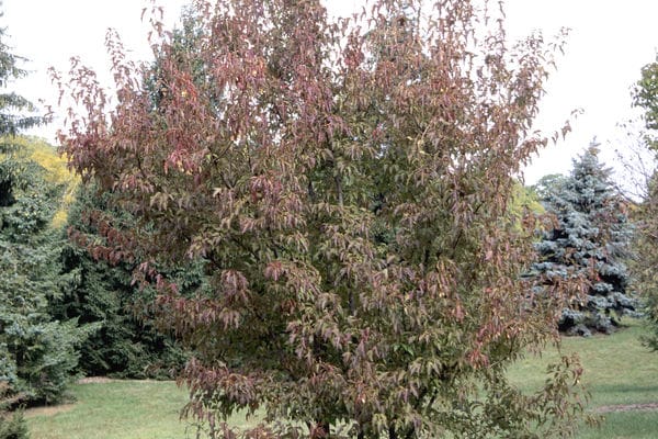 Flame Amur Maple - Tree Form