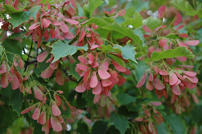 Flame Maple Trees For Sale at Ty Ty Nursery