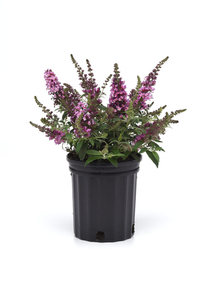 Butterfly Bush Chrysalis Pink Pahl's Market Apple Valley, MN