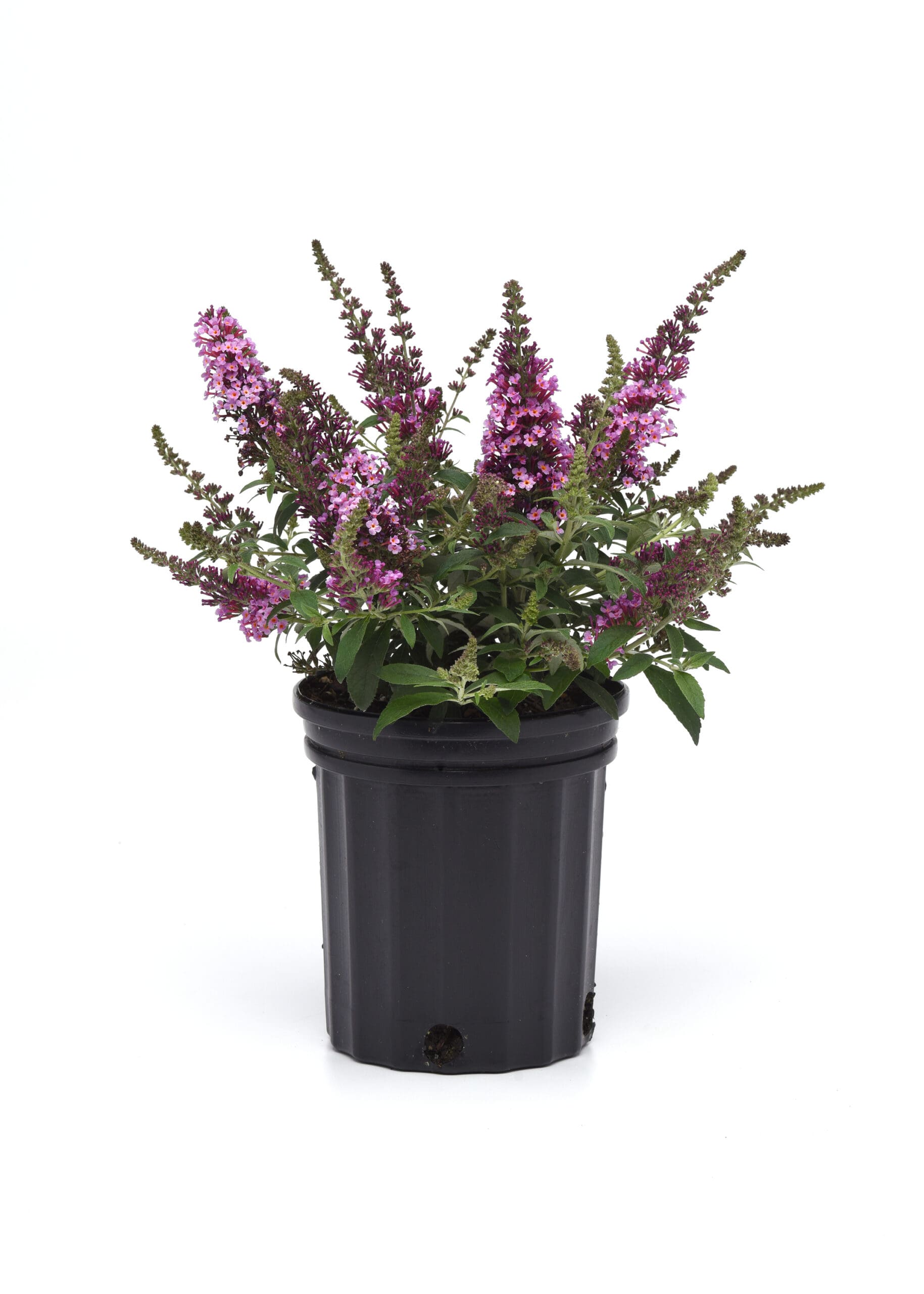 Butterfly Bush Chrysalis Pink Pahl's Market Apple Valley, MN