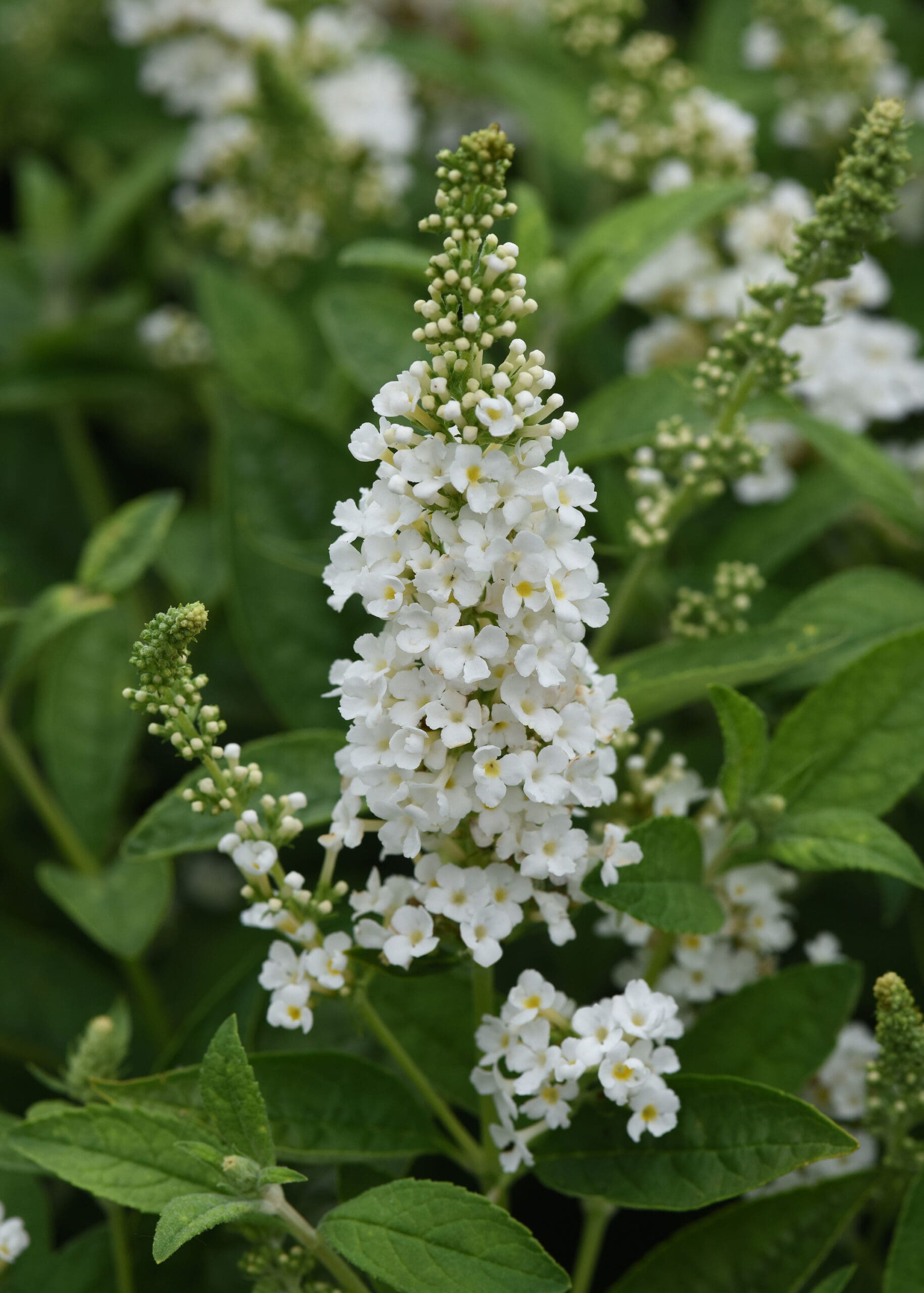 Butterfly Bush Chrysalis White Pahl's Market Apple Valley, MN
