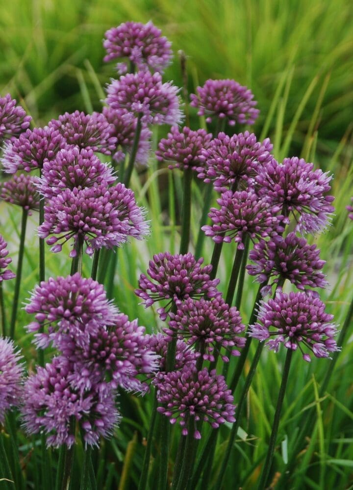 Windy City Allium