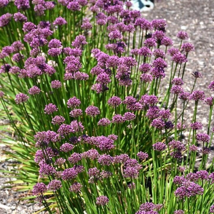 Windy City Allium - Image 2