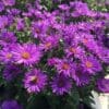 Purple Dome Aster