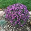Purple Dome Aster - Image 2