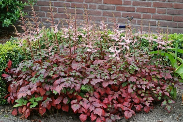 Color Flash Astilbe