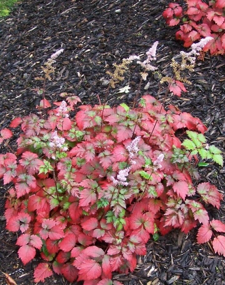 Color Flash Astilbe - Image 2