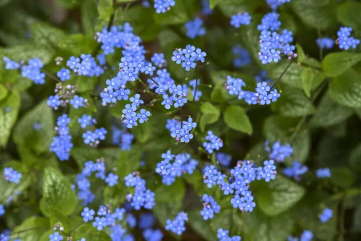 Jack of Diamonds Brunnera - Image 2