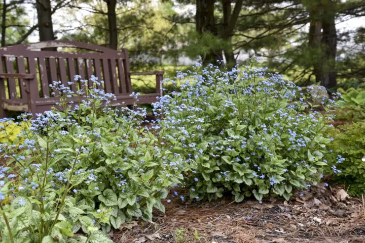 Jack of Diamonds Brunnera - Image 3