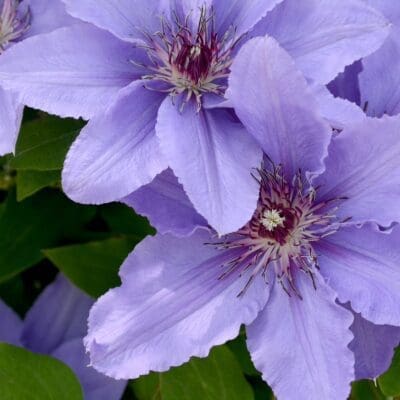 Parisienne Clematis
