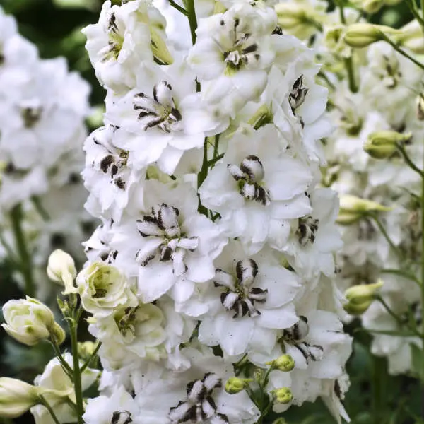 Black Eyed Angels Delphinium - Image 2