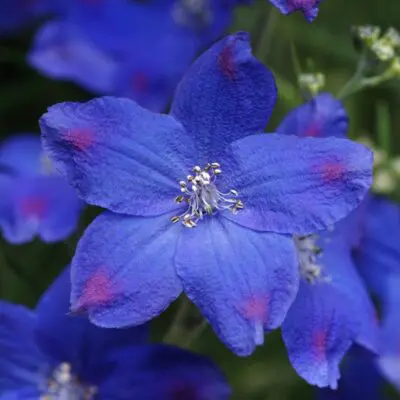 Blue Butterfly Delphinium