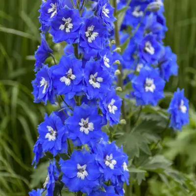 Cobalt Dreams Delphinium