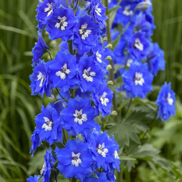 Cobalt Dreams Delphinium