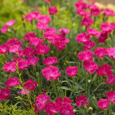 Paint the Town Magenta Dianthus