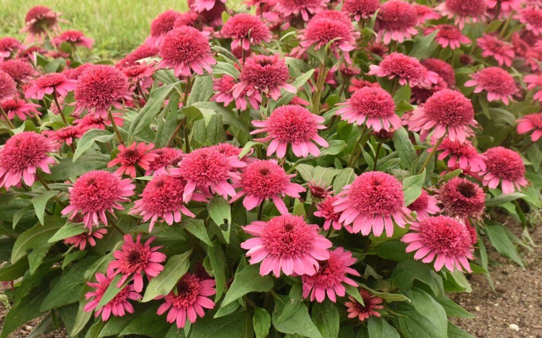 Double Coded Raspberry Beret Coneflower