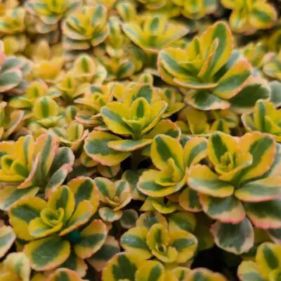 What a Doozie Sedum