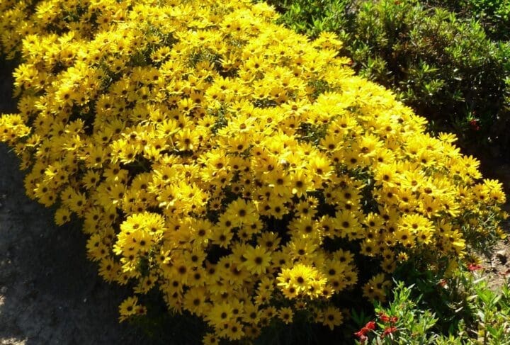 Autumn Gold Willowleaf Sunflower