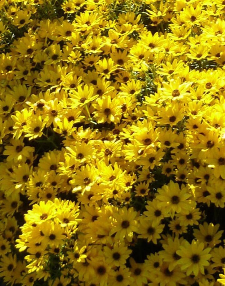 Autumn Gold Willowleaf Sunflower - Image 2