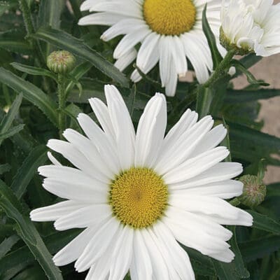 Daisy May Shasta Daisy