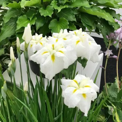 Gold Bound Japanese Iris