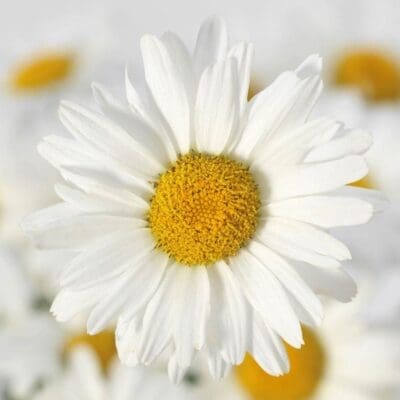 White Lion Shasta Daisy