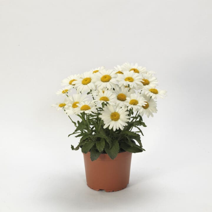 White Lion Shasta Daisy - Image 2