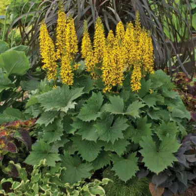 Bottle Rocket Ligularia