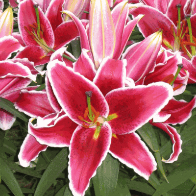 Perennials - Shop Pahl's Online