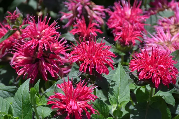 Balmy Rose Bee Balm - Image 3