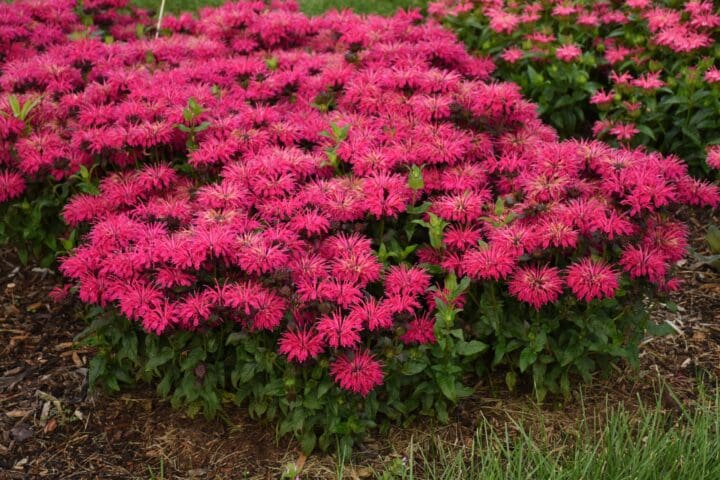 Leading Lady Razzberry Bee Balm - Image 3