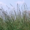 Big Bluestem Grass