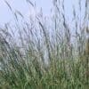 Big Bluestem Grass - Image 3