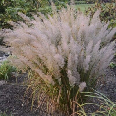 Korean Feather Reed Grass