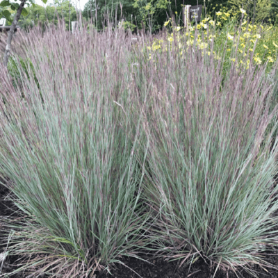 Jazz Little Bluestem Grass