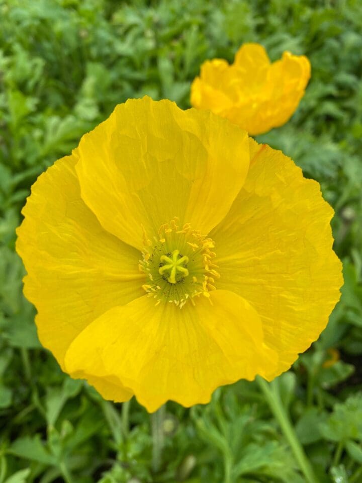 Champagne Bubbles Yellow Iceland Poppy