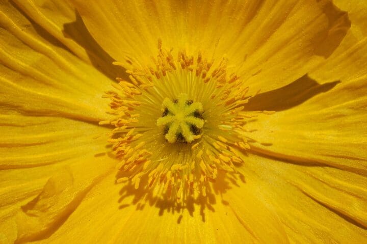 Champagne Bubbles Yellow Iceland Poppy - Image 3