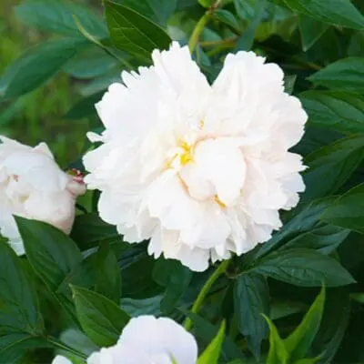 Gardenia Peony