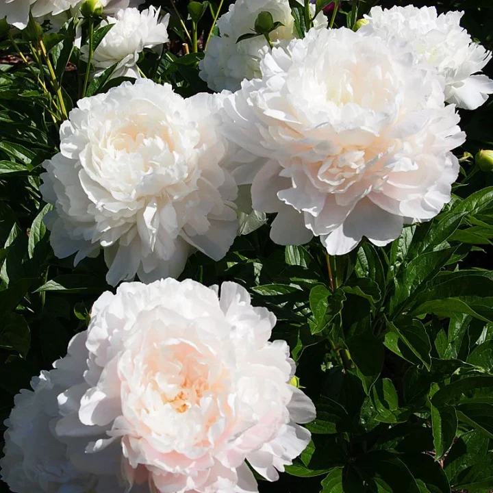Gardenia Peony - Image 2