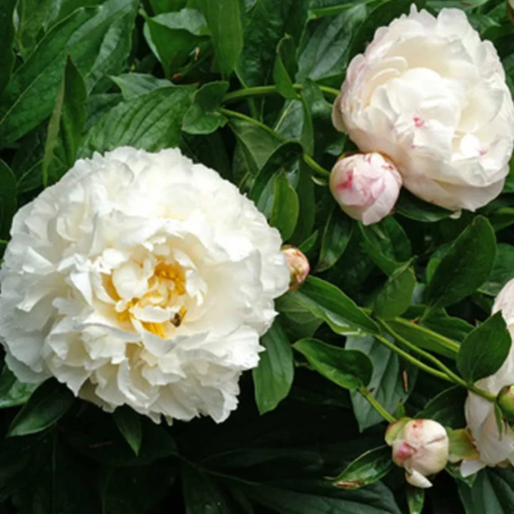 Gardenia Peony - Image 3