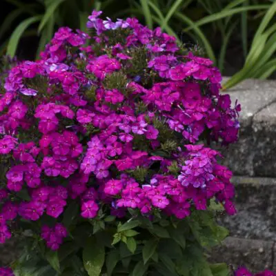 Luminary Ultraviolet Tall Garden Phlox