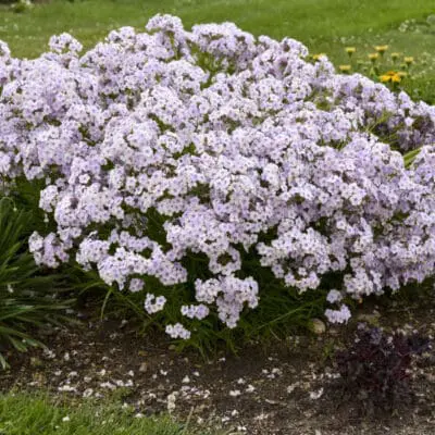 Opening Act Pink-a-Dot Phlox