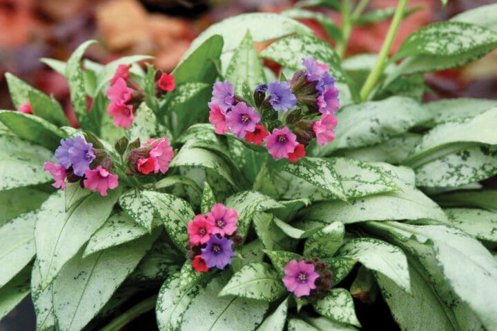 Silver Bouquet Lungwort