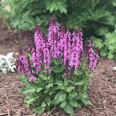 Rose Marvel Salvia